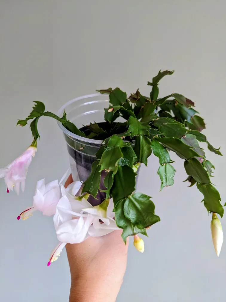 HOUSE PLANT/ INDOOR PLANT CHRISTMAS CACTUS
