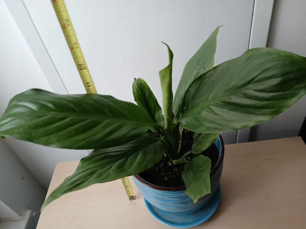 Potted Peace Lily Plant w/attached saucer.  Non-negotiable. image indicator(2)