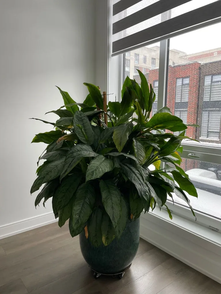 Potted Chinese Evergreen Plant