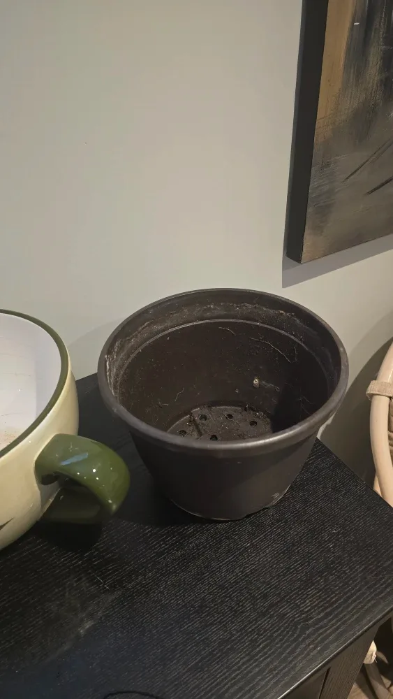 Floral Cup Planter with Saucer image indicator(5)