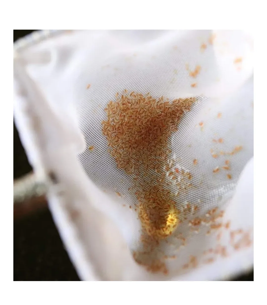 Moina Macrocopa image indicator(3)