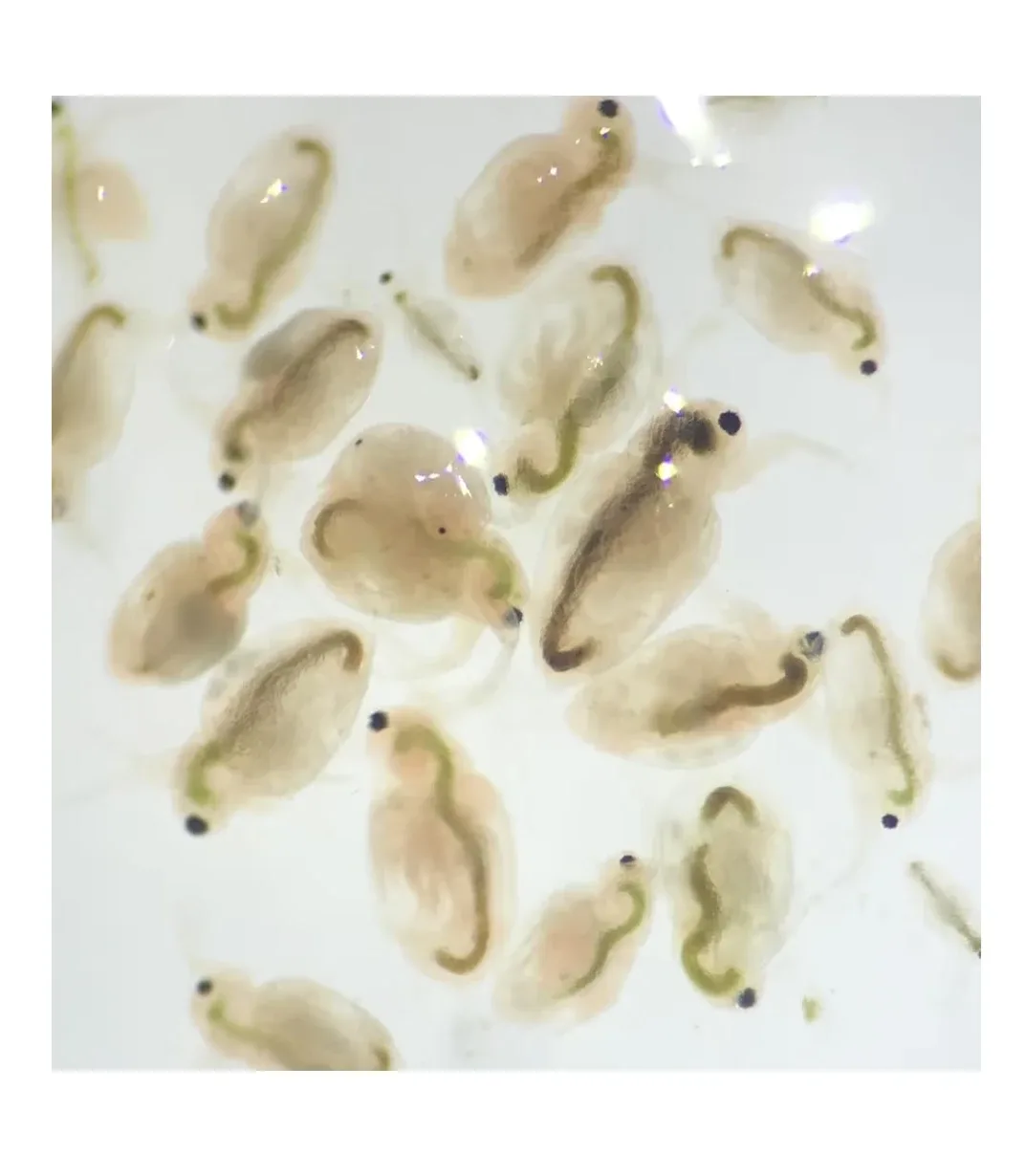 Moina Macrocopa image indicator(4)