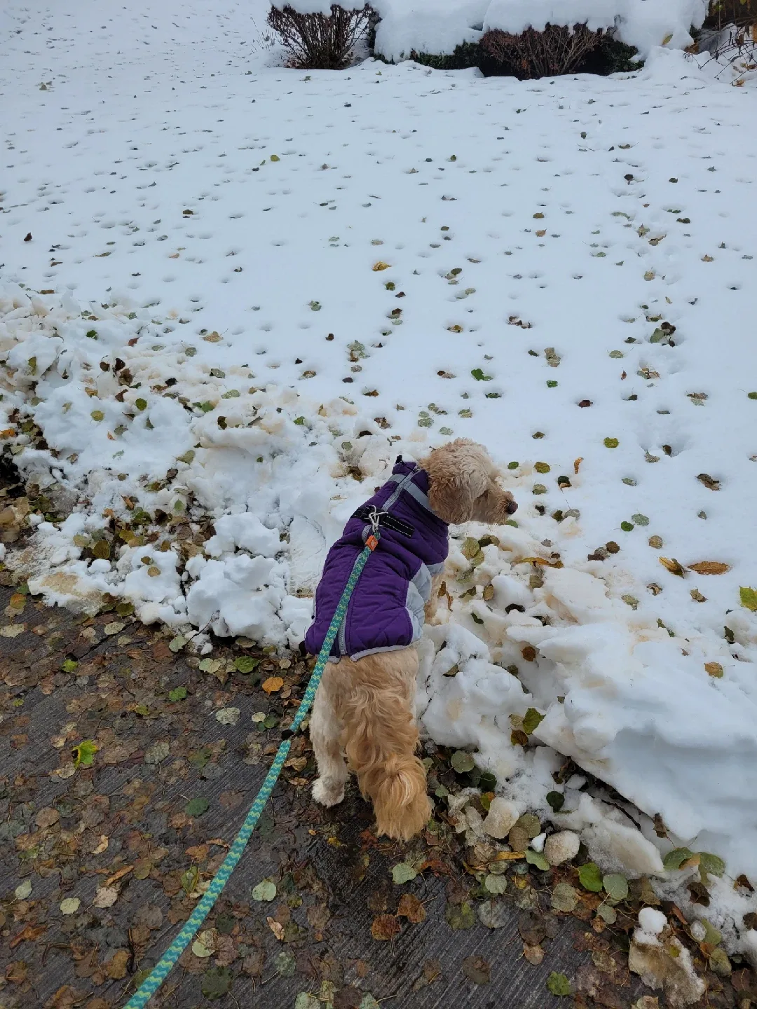 Pet sitting/ dog walking image indicator(2)