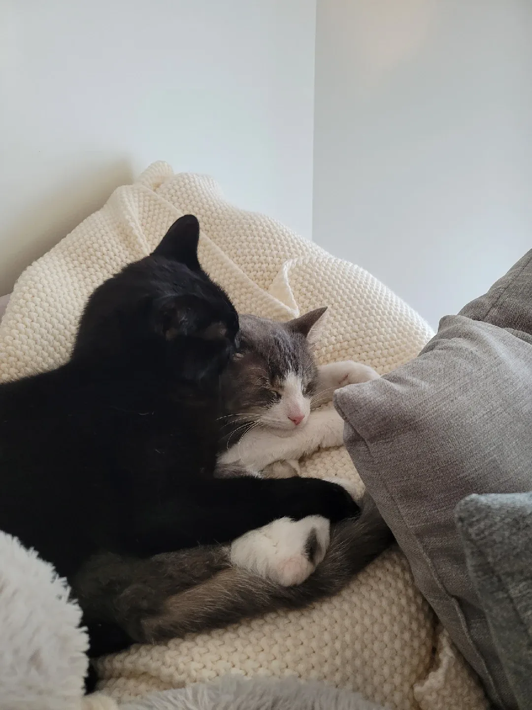 Pet sitting/ dog walking image indicator(6)