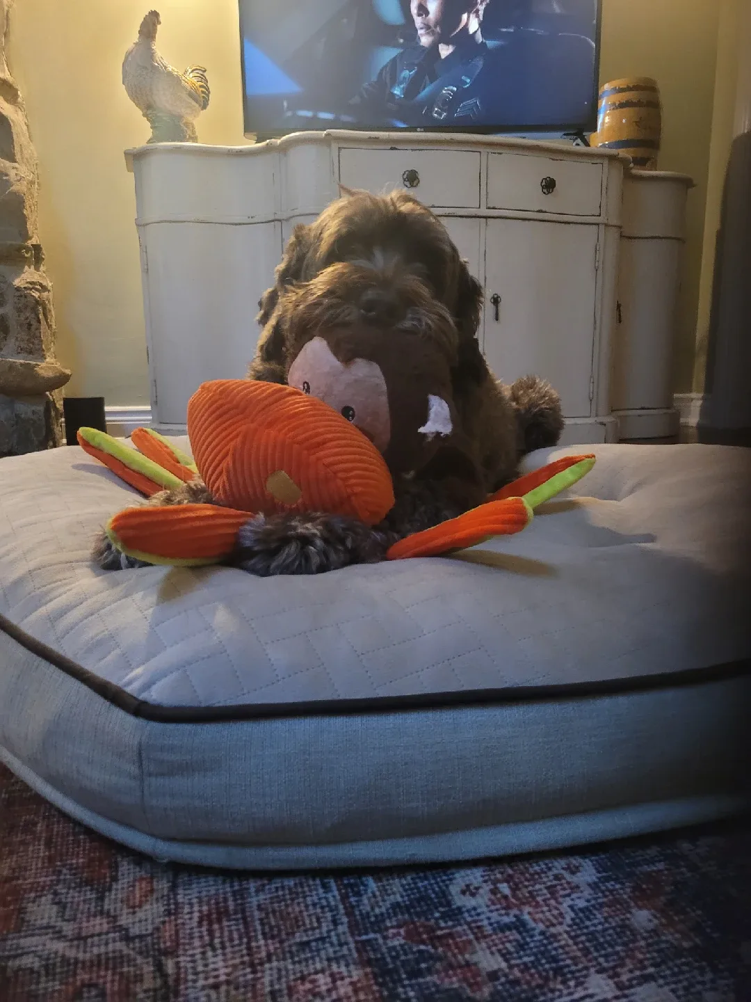 Pet sitting/ dog walking image indicator(10)