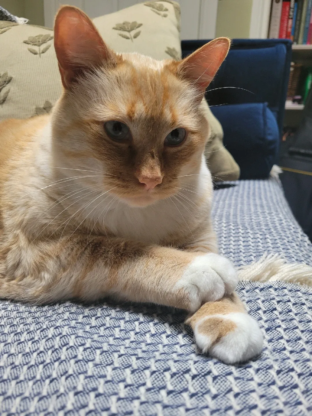 Pet sitting/ dog walking image indicator(3)