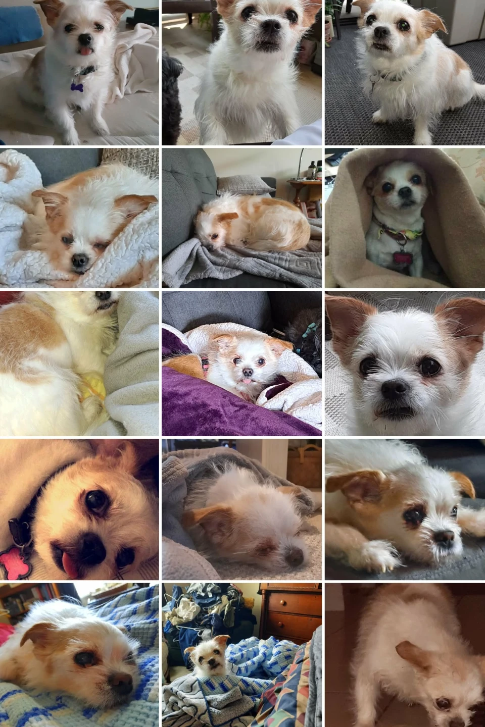 Floral Patterned Wax Warmer Scensy - photo 4