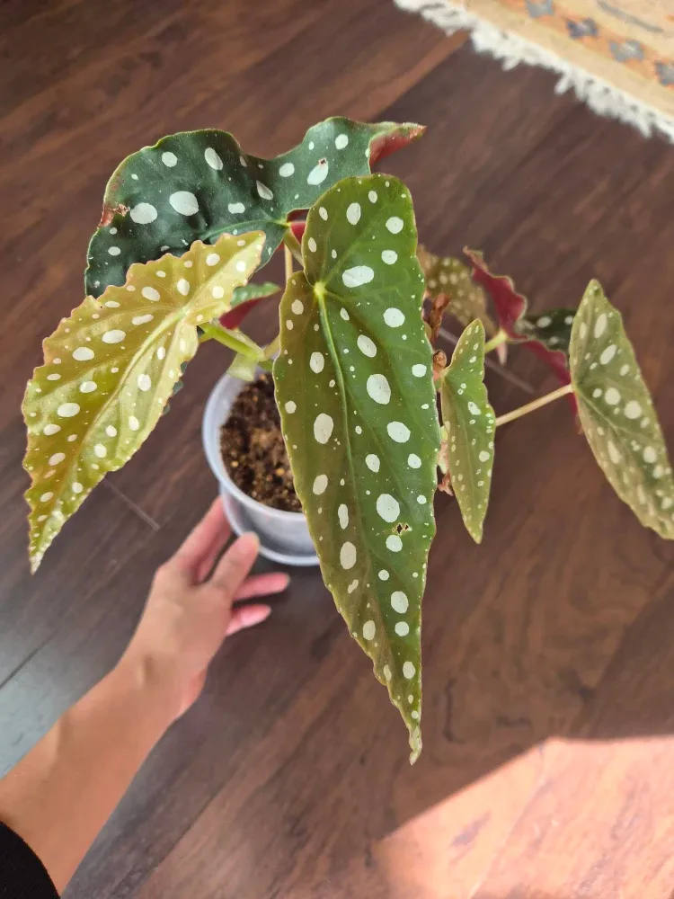 Polka Dot Begonia Plant image indicator(2)