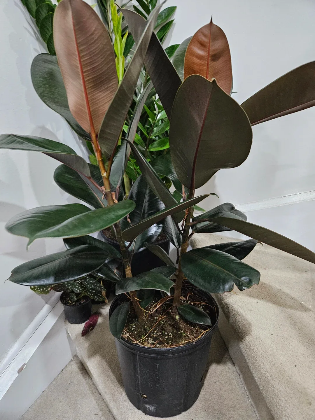 Rubber plant in 10"pot image indicator(6)