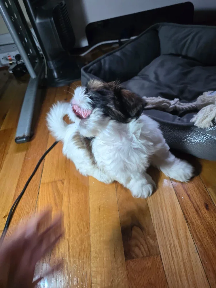 Gray Dog Bed Puppy oportunidad.