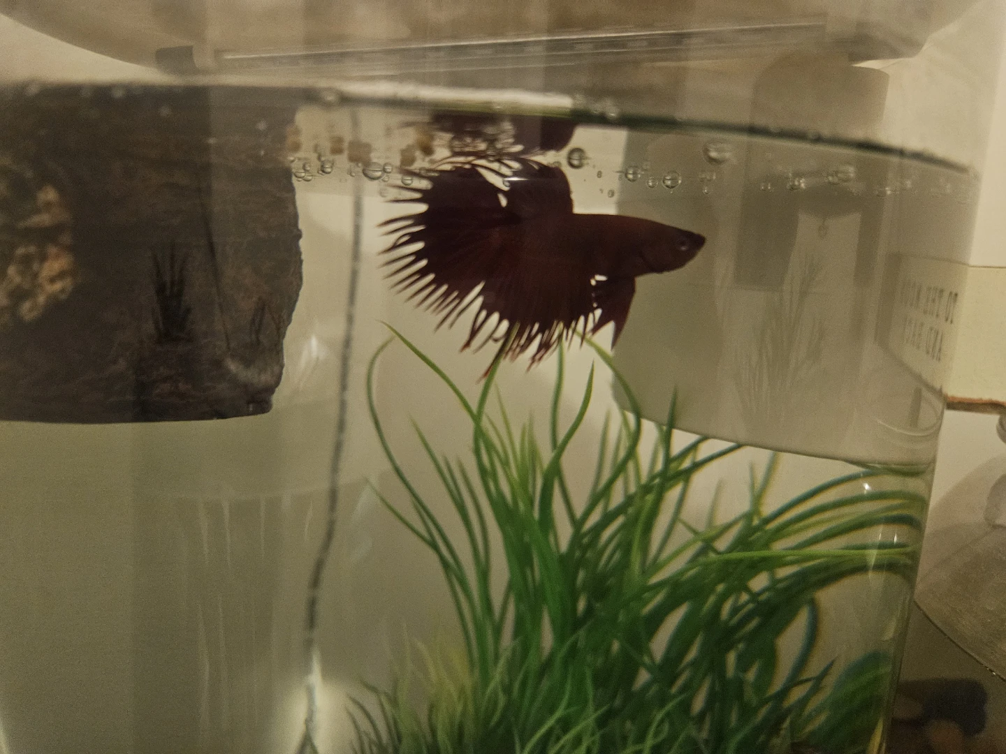 Betta fish - photo 2