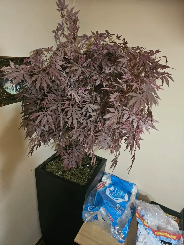 Fake 7 foot tall Japanese Maple in tall pot