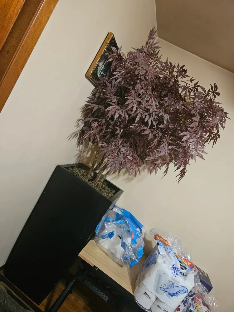 Fake 7 foot tall Japanese Maple in tall pot image indicator(2)