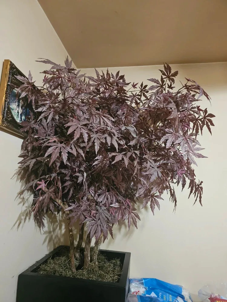 Fake 7 foot tall Japanese Maple in tall pot image indicator(4)