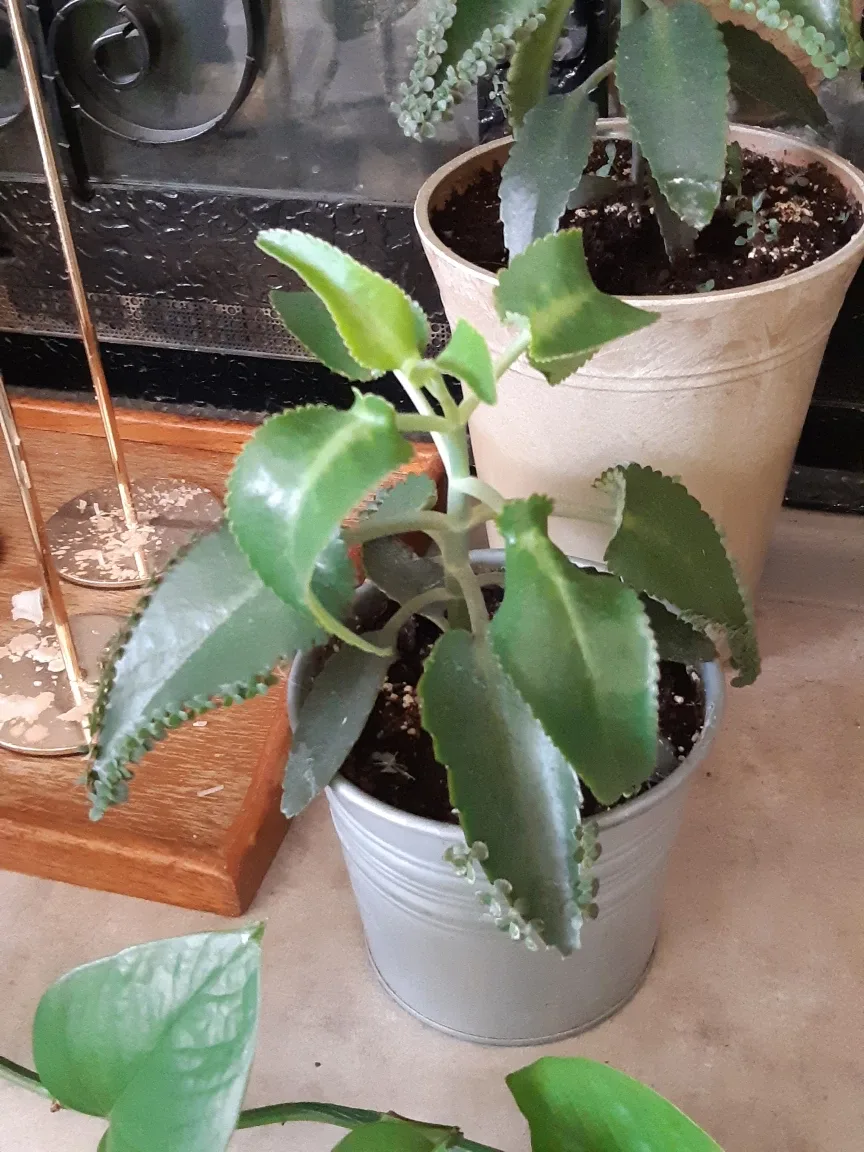 Mother of thousands plant and planter image indicator(2)