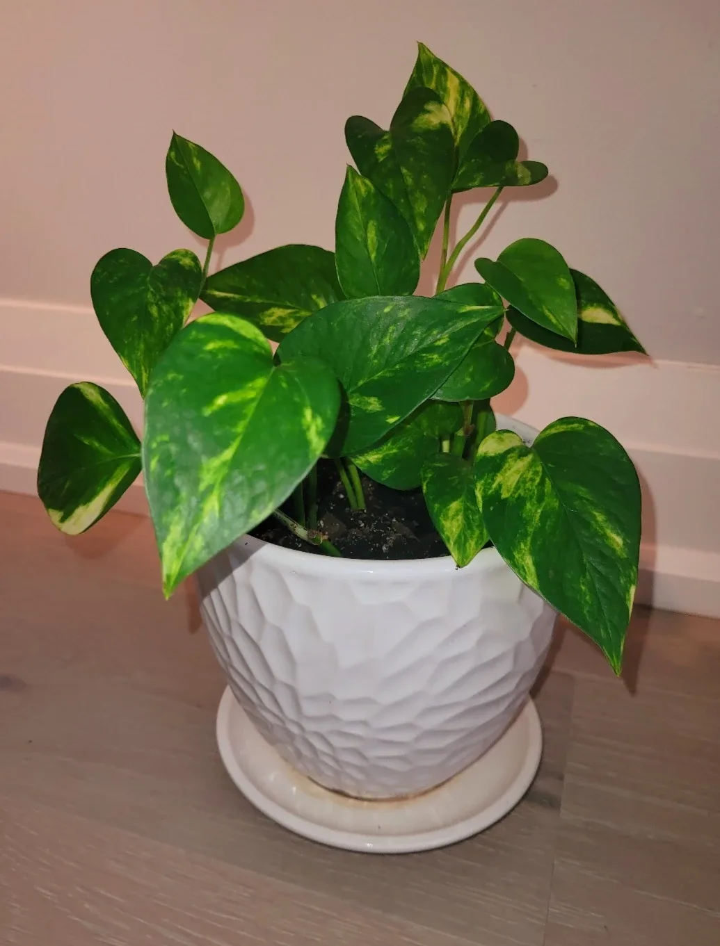 Golden Pothos in White Ceramic Pot