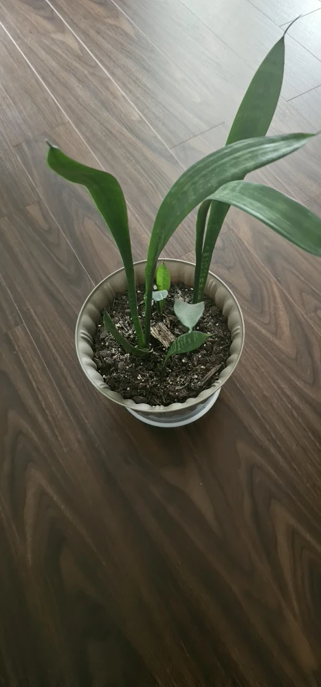 Snake plant