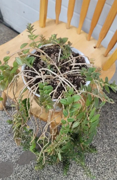 Trailing Plant image indicator(2)