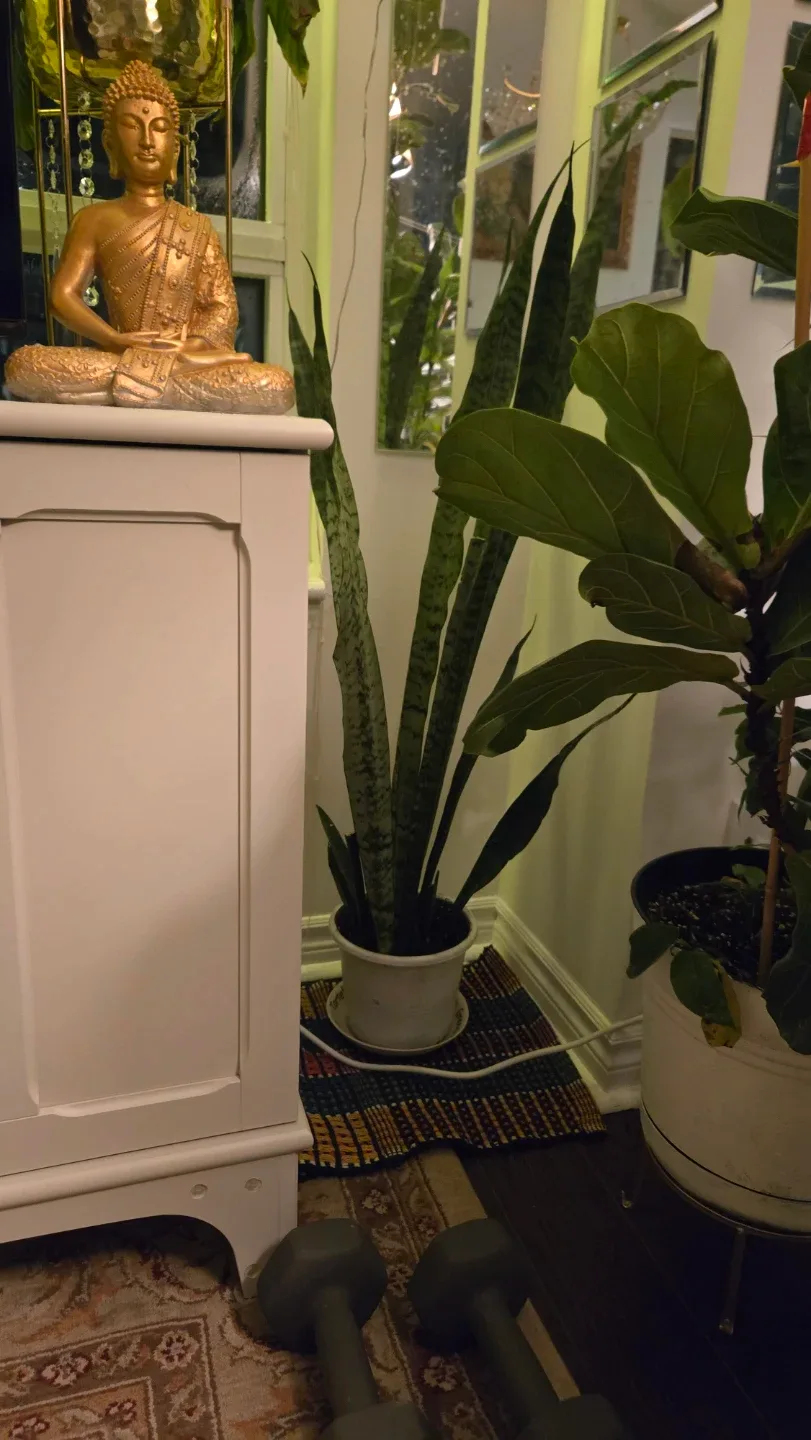 Long snake plants in white pot