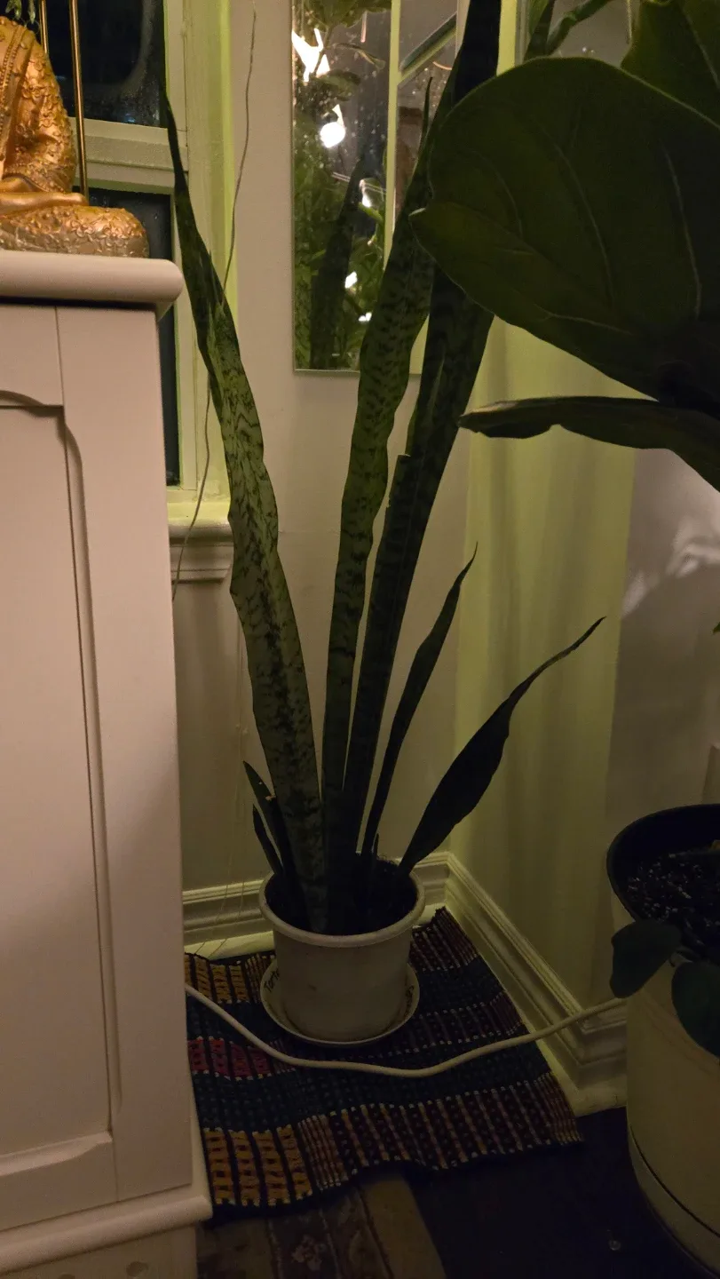 Long snake plants in white pot image indicator(2)