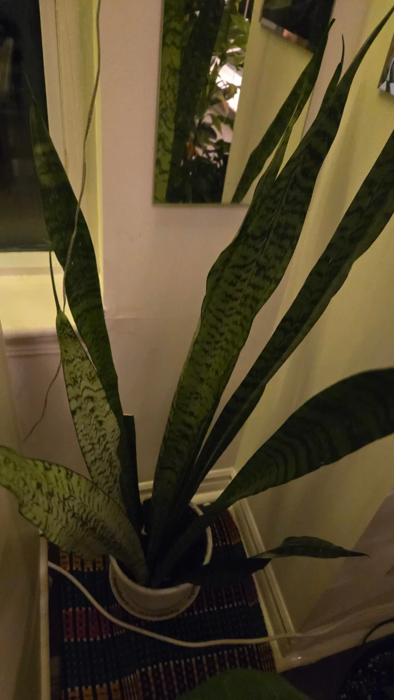 Long snake plants in white pot image indicator(3)