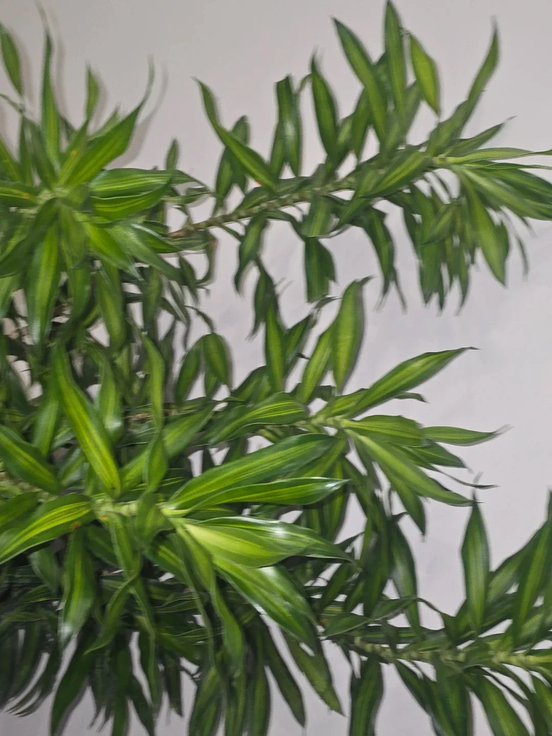 Pleomele reflexa Jamaica image indicator(3)