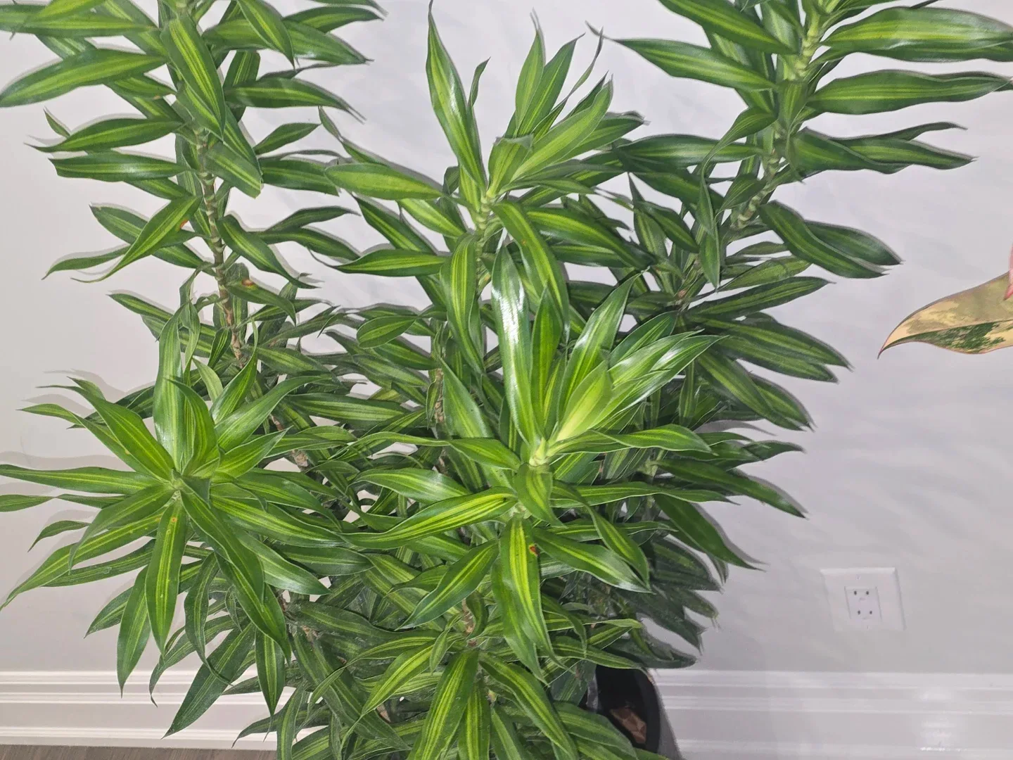 Pleomele reflexa Jamaica image indicator(4)