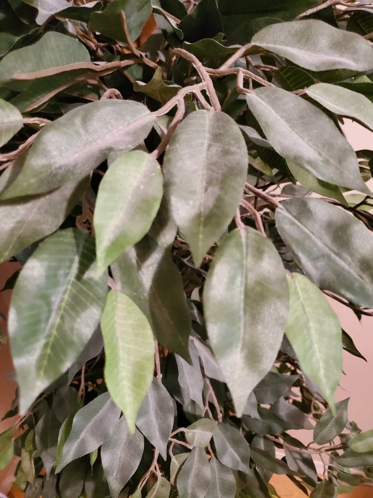 Artificial Ficus Tree in Pot image indicator(3)