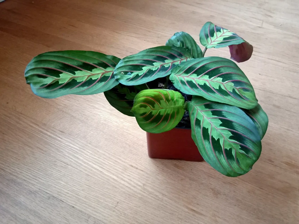 Red Vein Prayer Plant
