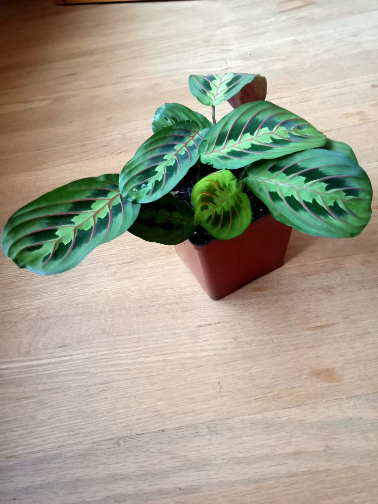 Red Vein Prayer Plant - photo 2