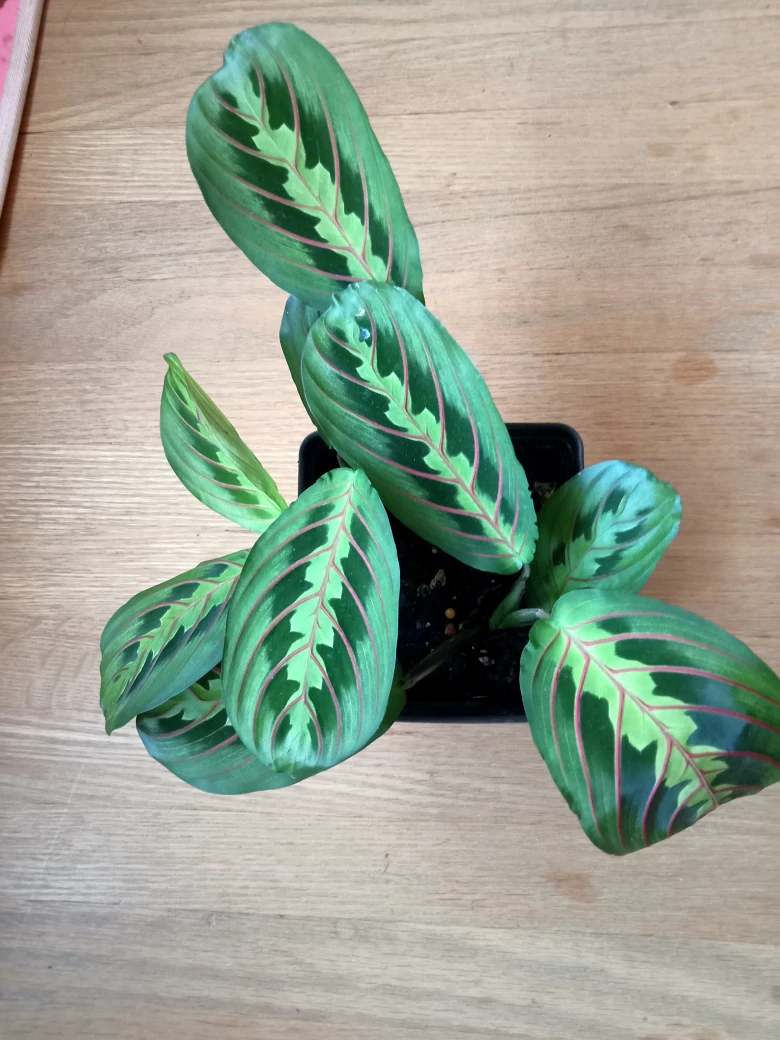 Red Vein Prayer Plant - photo 3