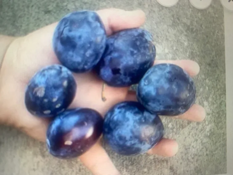 European plum trees 2ft.-4ft. image indicator(6)