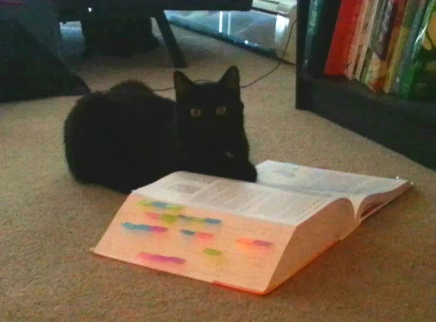 $20.00 / Day House Sitting - We are here, and always will be ♾️ image indicator(6)