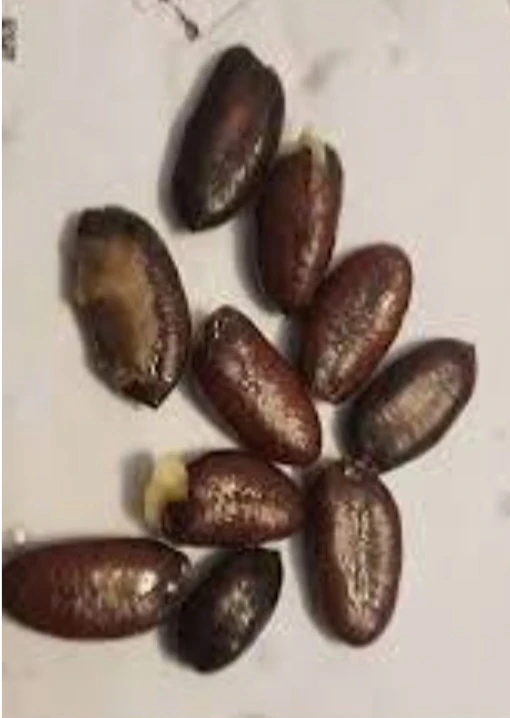 Pawpaw Seeds - photo 2