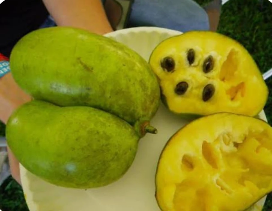 Pawpaw Seeds - photo 4