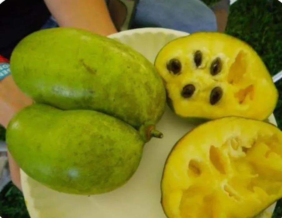 Pawpaw Seeds image indicator(4)