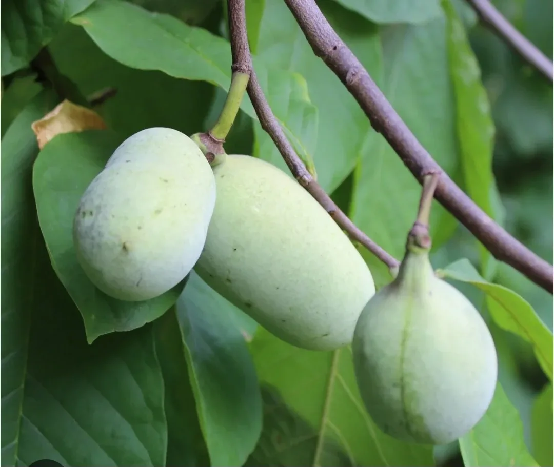 Pawpaw Seeds image indicator(6)