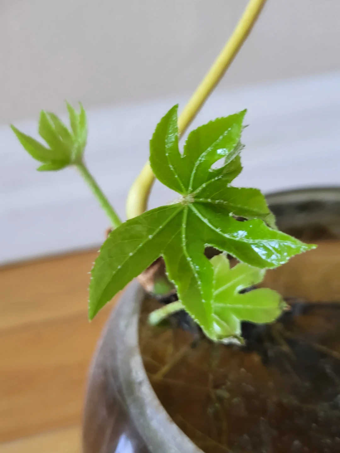 Happy Plant in glass bowl - photo 2