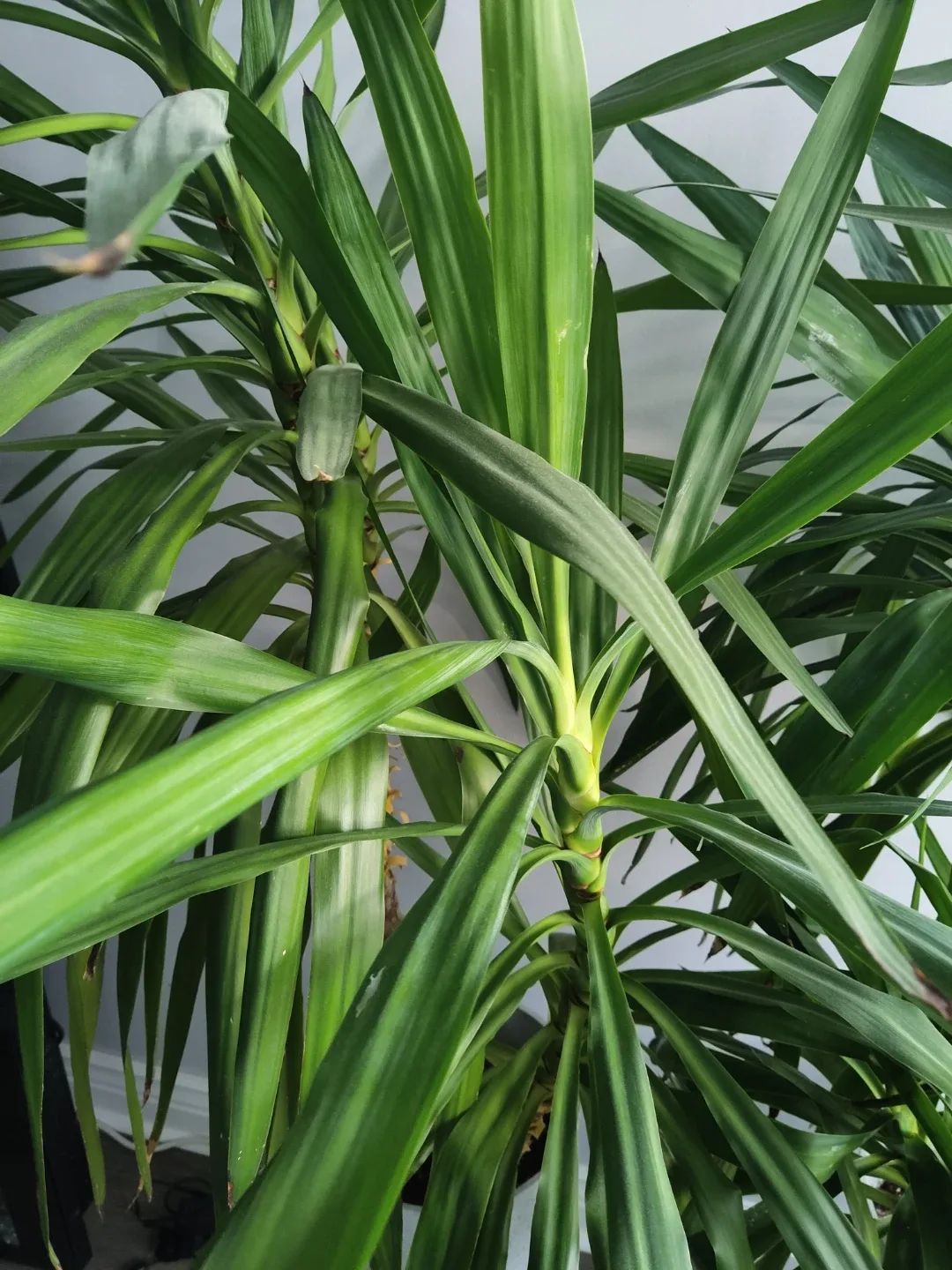 Set of 2 Large Healthy Yucca Plants with Pots image indicator(2)