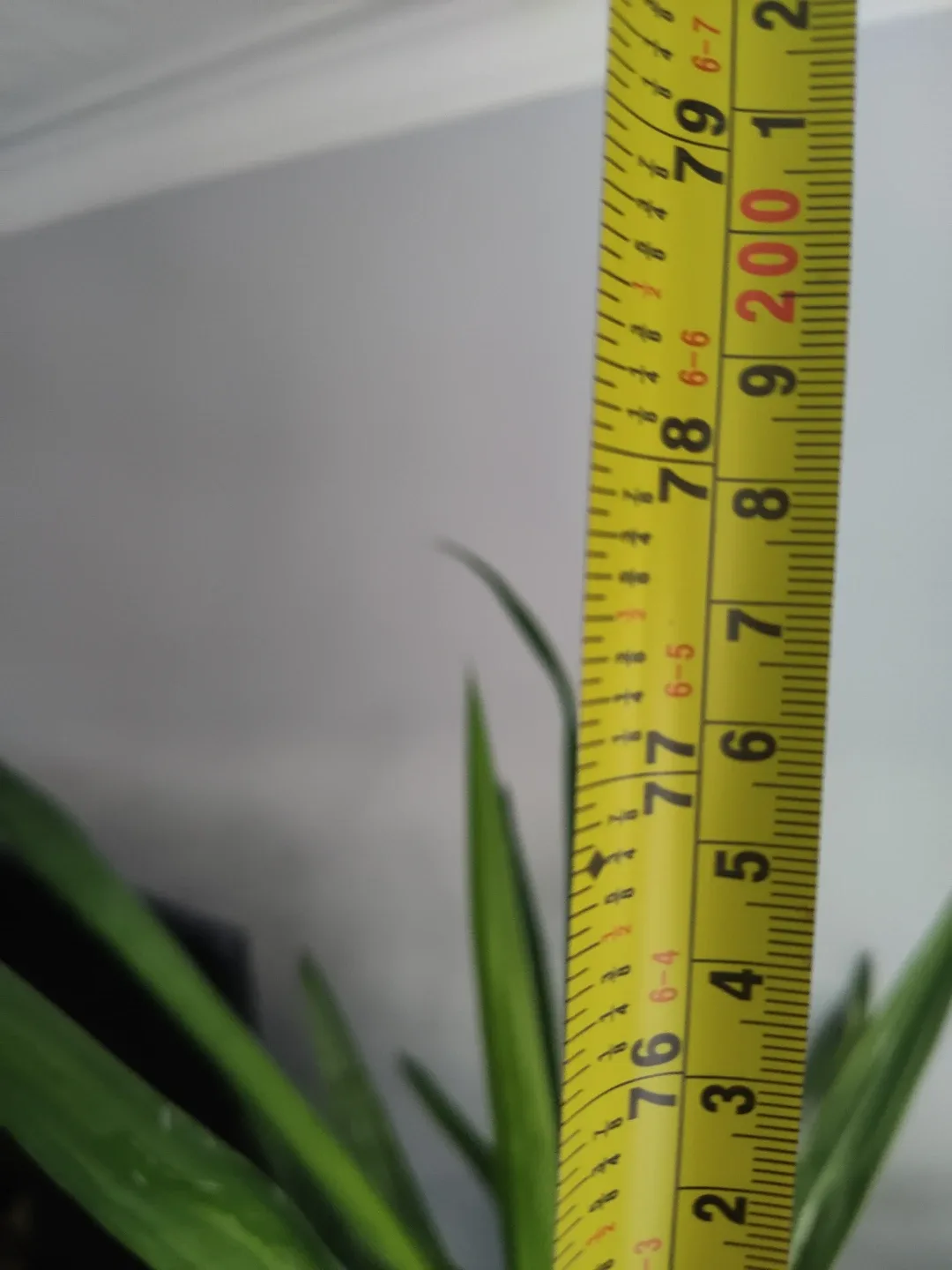 Set of 2 Large Healthy Yucca Plants with Pots image indicator(5)