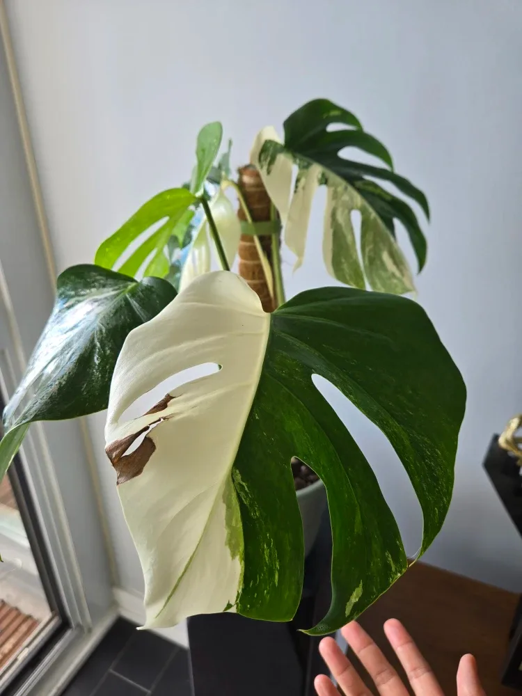 Variegated Monstera Albo image indicator(3)