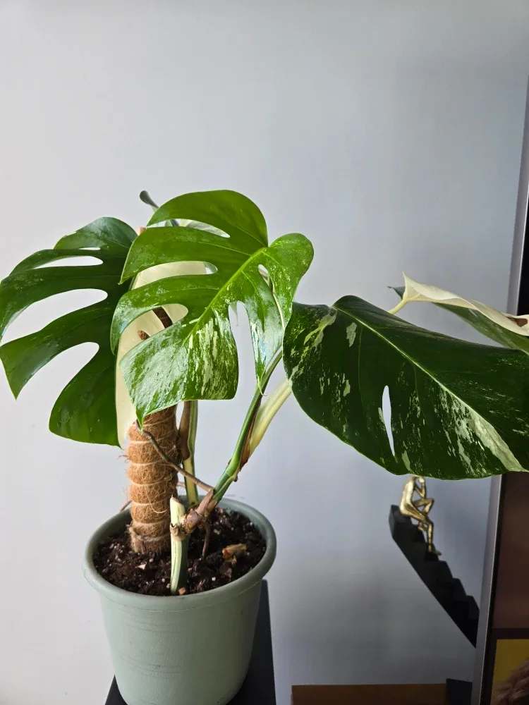 Variegated Monstera Albo image indicator(4)