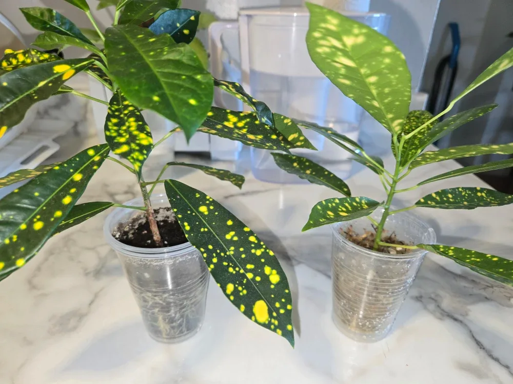 CROTON, GOLDEN DUST ✨️🌿🏆 2 in stock thumbnail