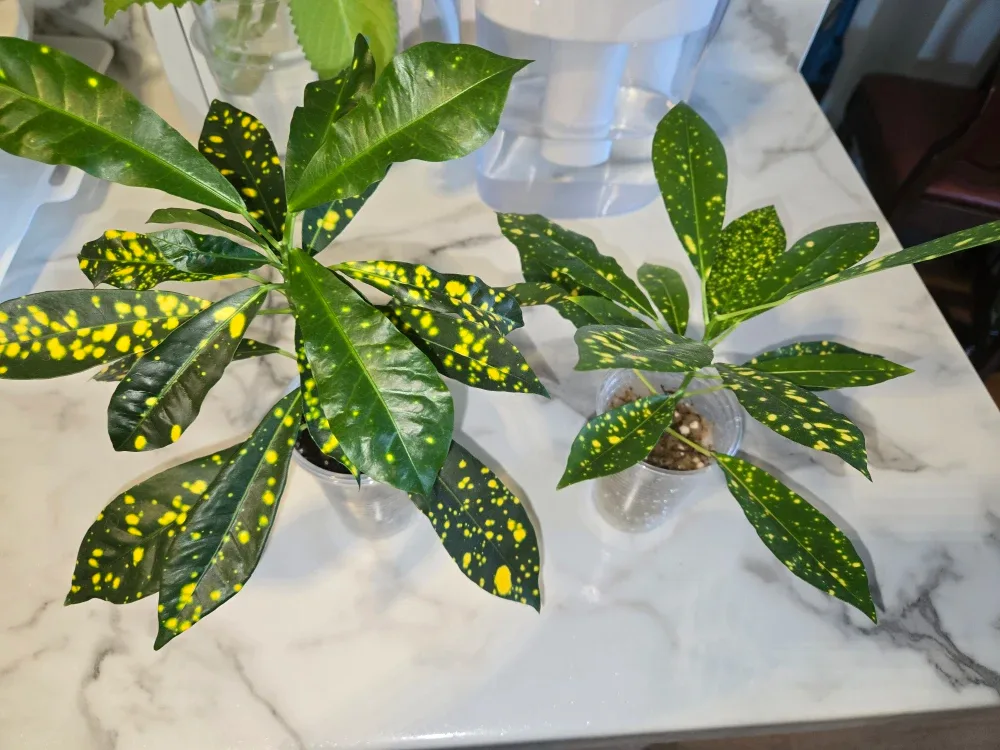 CROTON, GOLDEN DUST ✨️🌿🏆 2 in stock image indicator(3)