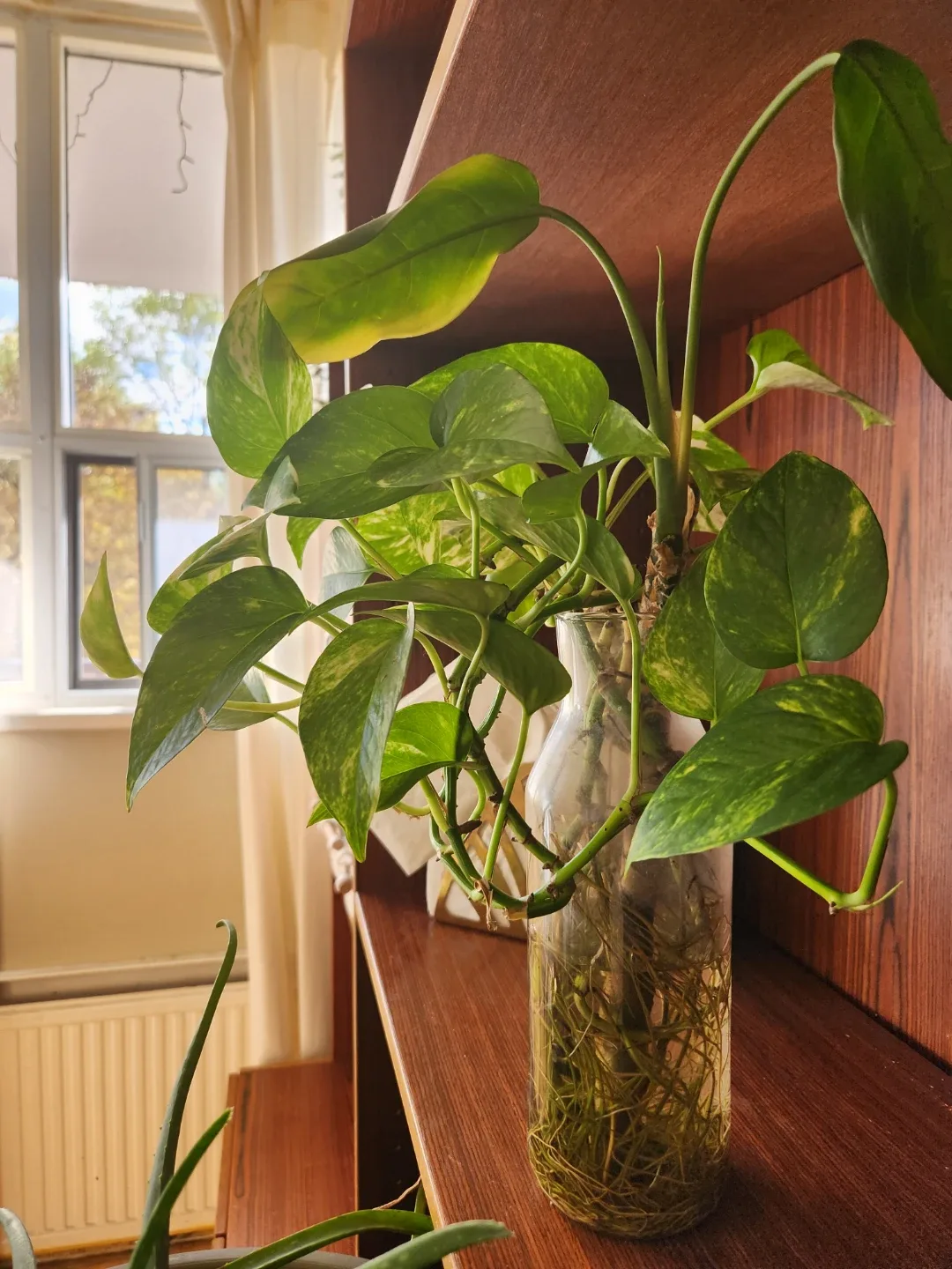 Variety of House Plants image indicator(5)