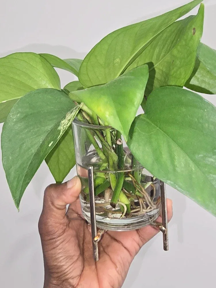 Pothos rooted in water
