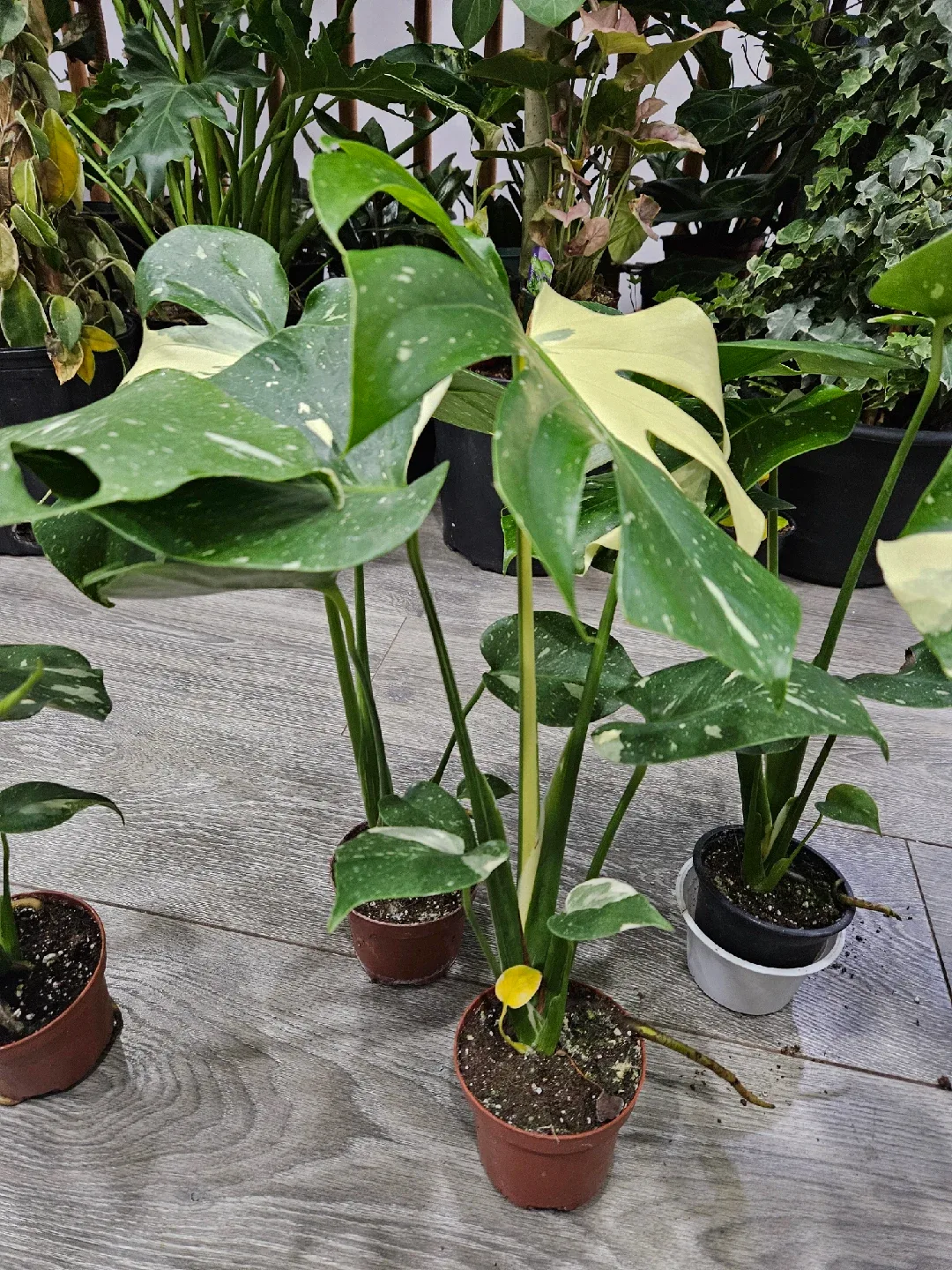 Monstera Plant image indicator(7)