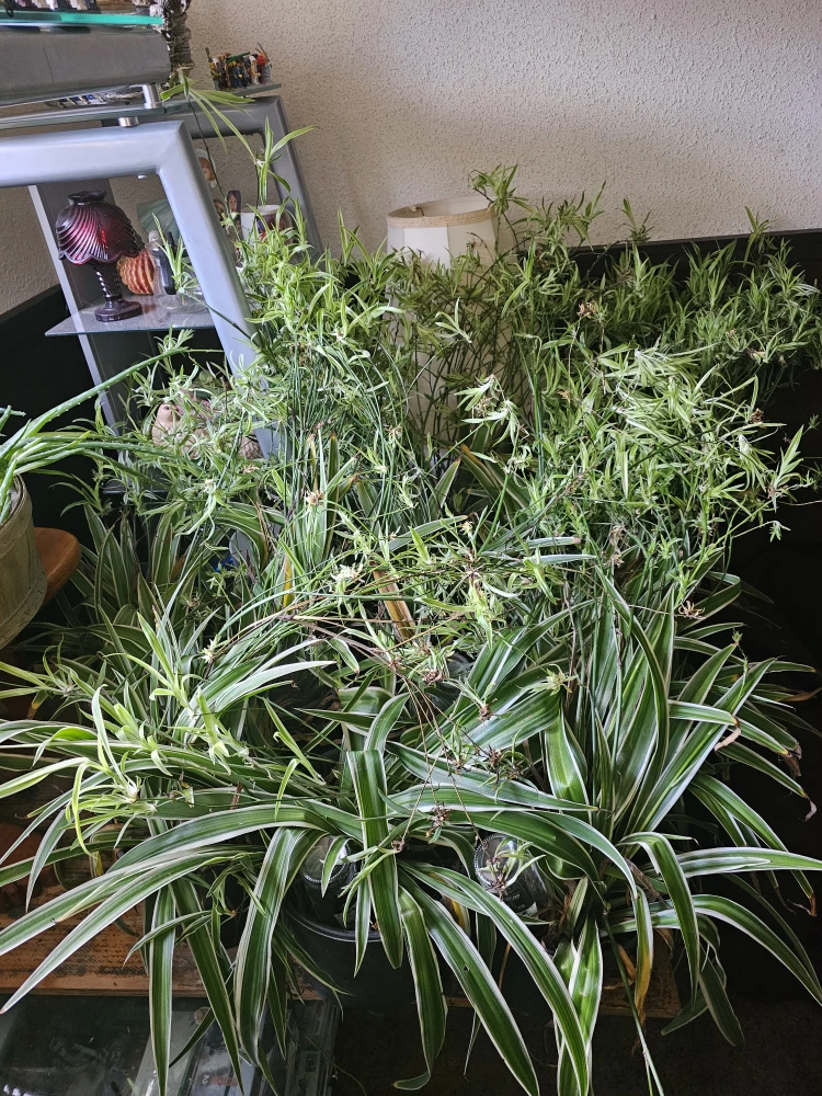 Spider plants babies to adult 700 here - photo 2