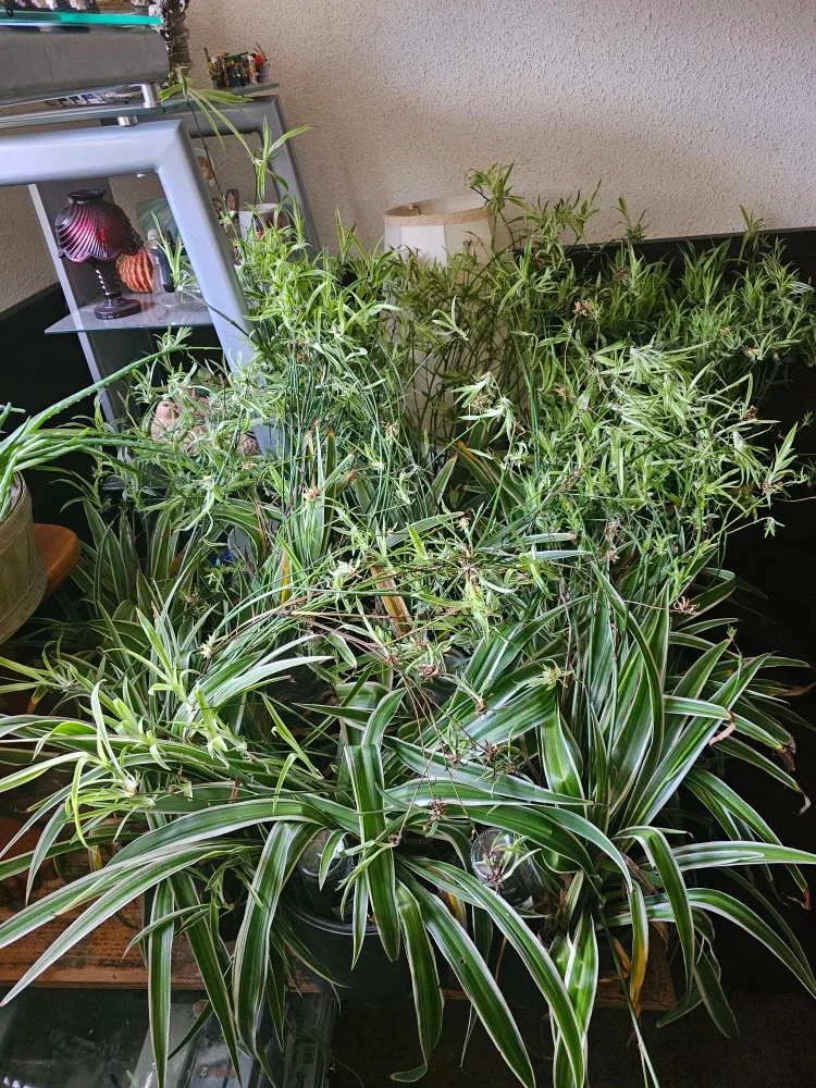 Spider plants babies to adult 700 here image indicator(2)