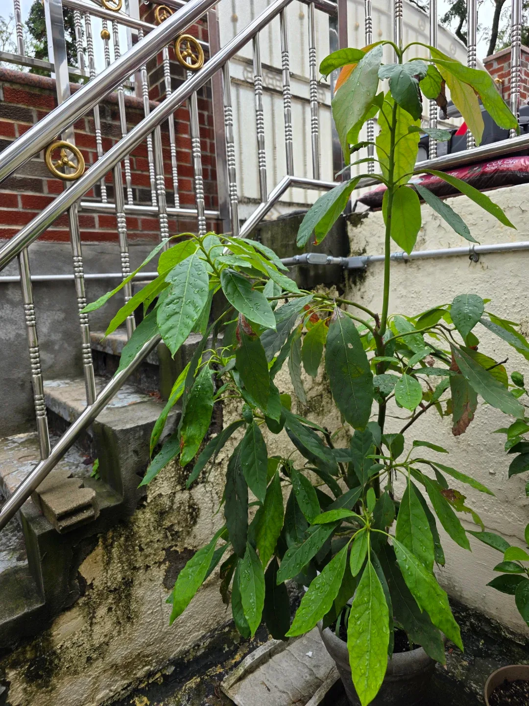 Abocado plant image indicator(3)